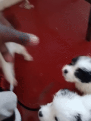 Litter of black and white puppies playing indoors in Nairobi