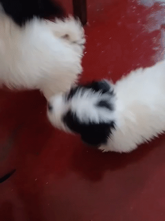 Litter of black and white puppies playing indoors in Nairobi