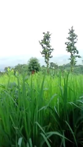 The video shows a panning shot of a lush green landscape from a high vantage point. In the foreground, tall green grass, possibly rice paddies, dominates the lower half of the frame. Beyond the grass, a diverse range of trees and foliage create a verdant middle ground. A few taller trees stand out, including one with a distinct silhouette. In the background, a hazy, muted landscape unfolds, suggesting rolling hills or a valley. The sky is overcast and bright, indicating either early morning or a cloudy day. There are no people or discernible objects in the scene other than the natural vegetation and the distant landforms.