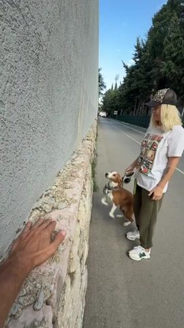 The video shows a man trying to lift a dog over a low wall on a sidewalk. The wall is made of stone and concrete, and it runs alongside a gray wall. The dog is mostly brown and white and is wearing a chain collar and a retractable leash. A woman with blond hair and a patterned hat is standing on the sidewalk, holding the leash. The man's arm and hand are visible in the foreground. The dog is standing on the top of the wall, with its head and front paws over the edge. The background shows a street, trees, and a blue sky.