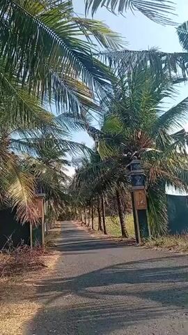 A paved road lined with tall coconut trees on both sides stretches into the distance. The trees are leafy and green, casting shadows on the road. The sky is clear and blue. On the right side of the road, there is a decorative pillar with a lantern-like structure on top. The overall scene appears to be a rural or tropical setting.