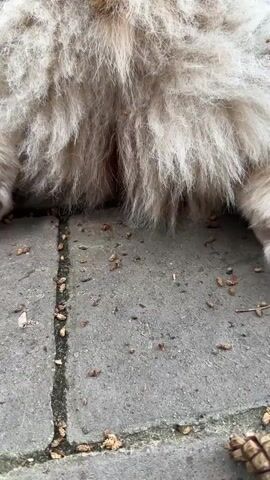 The video shows a close-up shot of a corgi dog's hindquarters and paws. The dog is lying on a paved surface covered with small brown debris, possibly pine cones or bark fragments. The dog's fur is fluffy and a mix of tan and white. The camera pans slightly upward, revealing the dog's back and then its head, which is turned to the side, looking off-camera. The background appears to be an outdoor setting with a low wall or barrier visible.