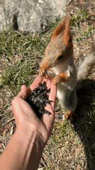 Tourist feeds red squirrel in Kyrgyzstan mountains during cable car visit