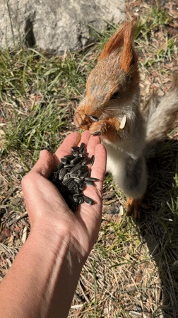 Tourist feeds red squirrel in Kyrgyzstan mountains during cable car visit
