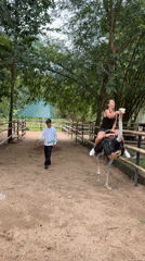 Tourists ride ostriches at Vietnamese animal park