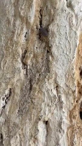 The video shows a close-up view of a textured, light-colored surface that appears to be tree bark. A small, grayish-brown insect with patterned wings is visible on the surface. Two larger, reddish-brown insects are shown mating on the bark. One of the reddish-brown insects is positioned above the other, and their bodies are joined. The insects are all relatively small in the frame, and their movements are slow and deliberate. The lighting is natural and appears to be daylight. There are no people or other objects visible in the video.