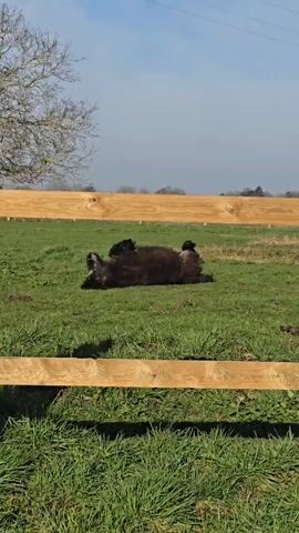 A black horse is lying in a green grassy field, behind a wooden fence. It then rises to a standing position. The sky is blue and there are a few trees visible in the background.