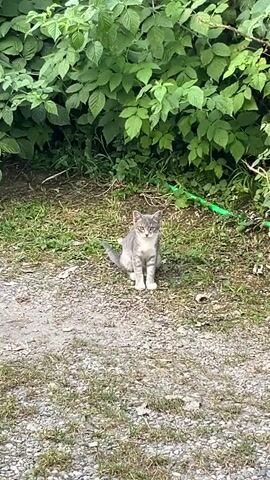 A young, gray and white tabby kitten sits on a gravel path, looking directly at the camera. It is surrounded by green foliage and grass. A bright green garden hose is visible behind the kitten. The kitten's tail is curved around its body.