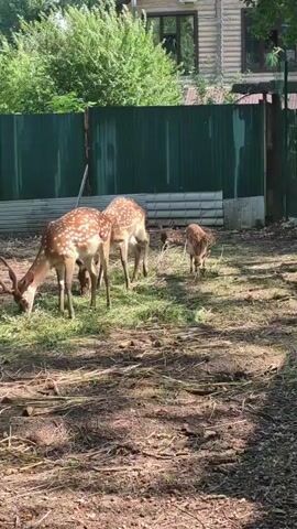 Two spotted deer are grazing in a grassy area. One of the deer has antlers. A fawn is walking away from the deer in the background. A green fence is behind the deer. A house is visible beyond the fence. The ground is covered in dirt and dry leaves. The video is shot from a slightly elevated perspective.