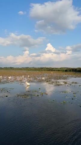 A wide shot shows a body of water under a blue sky with white clouds. In the foreground, the dark water has rippled patterns. In the middle ground, the water is shallower and filled with aquatic plants, with several white birds, possibly swans or egrets, wading and standing in the water. In the background, there is a marshy area with more vegetation and a distant treeline under the sky. The scene is peaceful and natural.