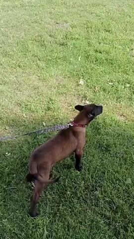 A brown dog with a pink collar and a patterned leash stands on a green grassy field. The dog is looking to its right, with its body partially turned away from the camera. Its tail is slightly raised. The ground is covered in short green grass, with some sparse patches. The lighting suggests an outdoor daytime setting.
