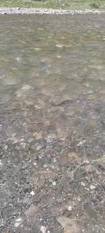 The video shows a shallow, clear body of water over a rocky bottom. There are small fish swimming in the water. The lighting suggests it is daytime, and the environment appears natural, possibly a stream or a shallow lake.