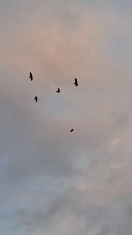 A flock of five birds flies across a cloudy sky at sunset. The birds are silhouetted against the pastel colors of the sky, which range from pale orange to light blue. The clouds are soft and diffused, creating a hazy effect. The birds are spread out in a loose formation, some flying higher than others. The overall impression is one of peaceful flight and natural beauty.