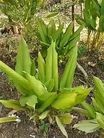 The video shows a patch of turmeric plants growing in the ground. The plants have long, green leaves that are pointed at the tips. The leaves are arranged in a spiral pattern around the stems. The ground is covered with dry leaves and twigs. The video is shot from a low angle, looking up at the plants. The lighting is natural, and the image is slightly blurry.