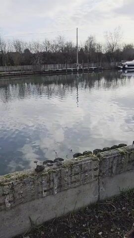 The video shows a body of water with a concrete wall in the foreground. Water ripples are visible as something is thrown into the water creating a splash. A house, cars, trees and a fence line the opposite bank. In the latter half of the video, a person walks into frame and along the concrete wall. A boat is visible further down the water. The weather appears overcast.
