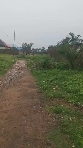 The video shows a dirt road, which is wet and appears to have puddles. The road is flanked by green grass and some vegetation. There is a concrete wall on the right side of the road, topped with barbed wire. On the left side of the road, there are some buildings visible in the distance, with roofs that are either red or blue. There are also some trees in the background. The sky is overcast, suggesting it may be raining or has recently rained. The overall scene depicts a rural or semi-rural environment. There are no people or animals clearly visible in the video.