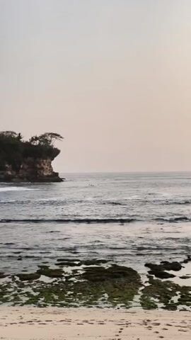 The video shows a peaceful coastal scene. In the distance, a small group of surfers are visible in the ocean, some with their boards. They appear to be waiting for waves. The water is calm with gentle ripples and small waves breaking closer to shore. In the foreground, the beach is sandy with scattered rocks covered in green algae. A small cliff face with a single tree on top juts out into the sea on the left side of the frame. The sky is a soft, hazy color, suggesting either dawn or dusk. The overall atmosphere is serene and tranquil.
