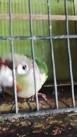A conure is eating from a bird feeder inside a cage. The bird has green and yellow feathers, with some red on its chest. The cage is made of metal bars and has a green wall in the background. There is a blue water dispenser above the bird feeder.