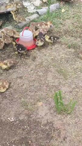 The video shows a flock of ducklings gathered around a red and white feeder filled with water. The ducklings are predominantly brown and white with some darker patches. They are walking on a dirt and grass surface, with some logs and debris in the background. The ducklings are moving around the feeder, some drinking and others walking away. The scene appears to be an outdoor enclosure, likely a farm or backyard.