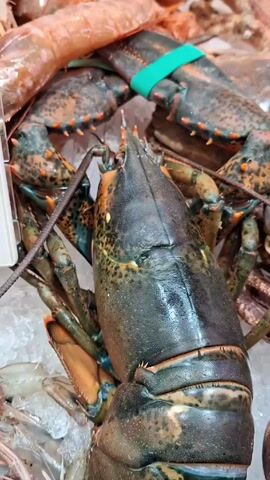 A close-up shot reveals a variety of seafood displayed on a bed of ice. Prominently featured is a large, dark-colored lobster with orange accents, positioned alongside several brown crabs. Also visible are some shrimp. Price tags are visible indicating the cost of the seafood.
