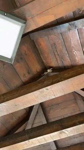 The camera angle is pointed up toward a wood roof inside a building. There is a bird's nest wedged between support beams in the roof. A swallow is perched in the nest. The roof is made of stained brown wood.