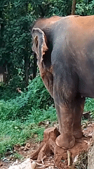 Elephant forages on a muddy forest slope near Dispur