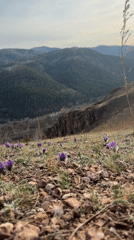 Off-road motorcycle activity captured amid spring wildflowers near Krasnoyarsk