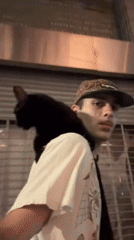 Person walks Buenos Aires streets with cat companion