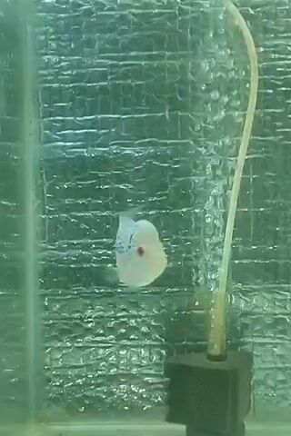 A fish tank with a single fish is visible. The fish is white with blue and red markings and is swimming in the tank. There is an air stone with tubing in the corner of the tank that is releasing bubbles. The back of the tank is covered with a silver, textured material.