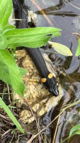 A close-up shot focuses on the head and neck of a grass snake resting partially on a rock in shallow, murky water. The snake has black scales with distinctive yellow markings behind its head. Green leaves and reeds are visible around the snake and in the water, suggesting a natural, damp environment. The camera angle is high, looking down at the snake.