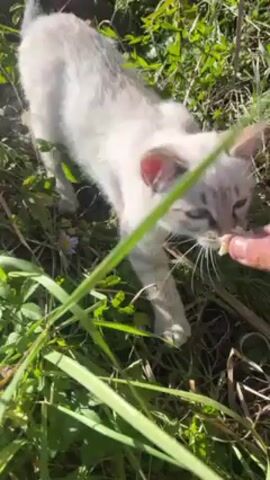The video shows a small, light-colored kitten standing in green grass, eating from a person's hand. The kitten is mostly white with some gray markings on its face and body. The person is holding a small piece of food, which the kitten is licking. The grass is tall and lush, with some small flowers visible. The sunlight casts shadows on the ground.