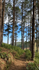 Morning in a Vietnamese pine forest, exploring and shooting content