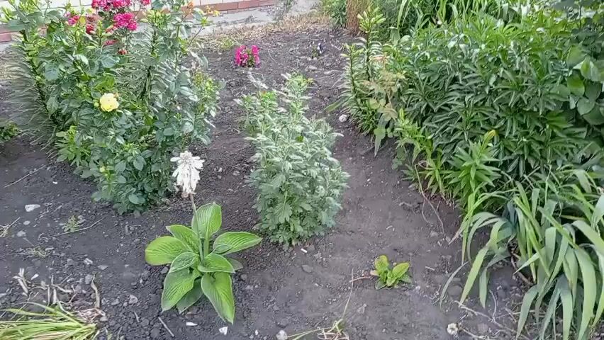 This is a video of a garden with various plants and flowers. The scene is viewed from a slightly elevated perspective, looking down into the garden bed.

In the foreground, a large-leafed plant, possibly a hosta, is visible. To its left, a bush with pink and yellow roses is in bloom. A single white flower, possibly a dead bloom or a different type of plant, stands near the hosta. A smaller, bushy green plant with lighter green foliage is located in the center of the frame. To the right, a dense cluster of tall green plants, with some thinner, grass-like plants in front, fills the background. The ground appears to be dark soil, with some scattered debris.

The lighting suggests it is daytime, possibly late afternoon or early morning, as the light is soft and there are no harsh shadows. The presence of blooming flowers and lush greenery indicates a temperate season, likely summer or late spring. The brick wall of a building is visible in the upper left corner, suggesting the garden is situated near a residential or utility structure. The overall atmosphere is peaceful and natural, focusing on the beauty of the plants. There is no visible text in the video.
