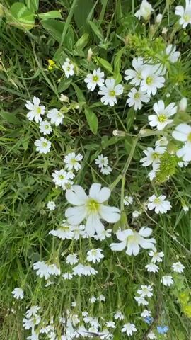 A close-up video pans across a field of small white flowers with yellow centers and green grass. The camera moves downwards, revealing more flowers, then flips upside down to show a landscape with mountains in the distance and a bright blue sky with fluffy white clouds. The video then continues to pan across the inverted landscape, showing more of the clouds and sky before ending.