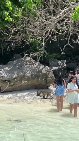 The video shows a sandy beach with clear turquoise water. Three people are standing in the shallow water, facing a beach area with large rocks and trees. Two monkeys are on the sand near the rocks. One monkey is walking, and the other is sitting. The people are holding up phones, seemingly to take pictures or videos of the monkeys. One person is wearing a blue and white patterned wrap skirt, another is wearing a blue swimsuit, and the third is wearing a white t-shirt.
