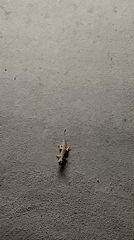 Small lizard spotted on concrete wall in Thailand