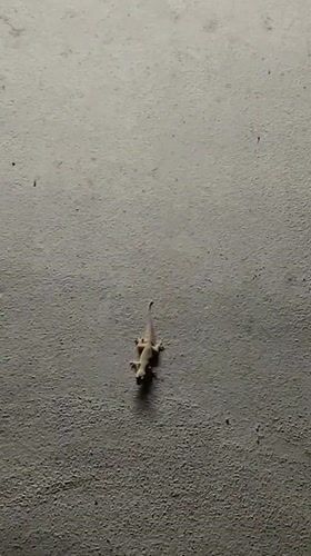 Small lizard spotted on concrete wall in Thailand