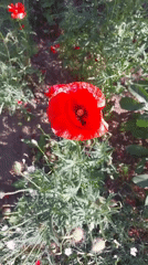 Morning garden documentation captures blooming flowers in Doslidne, Ukraine