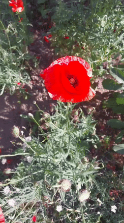 Morning garden documentation captures blooming flowers in Doslidne, Ukraine