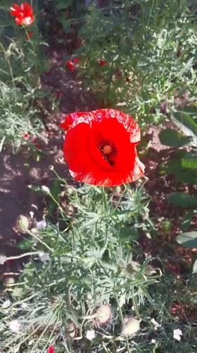 Morning garden documentation captures blooming flowers in Doslidne, Ukraine