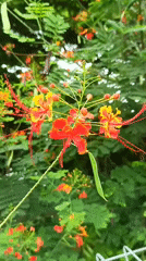 Early morning garden blooms documented in Banda Aceh