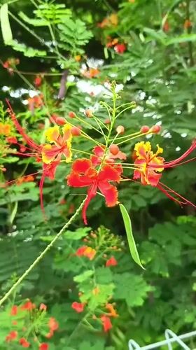 Early morning garden blooms documented in Banda Aceh