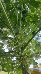 Papaya tree and fried chicken pastries in Malinau Kota