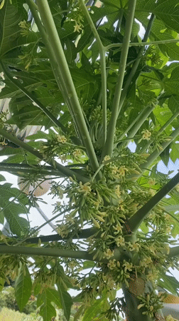 Papaya tree and fried chicken pastries in Malinau Kota