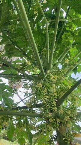 The video shows a close-up view of a papaya tree trunk and its branches, heavily laden with small, pale yellow flowers and developing fruit. The leaves of the tree are large and green, with characteristic palmate shapes. The camera angle is looking up through the tree towards the sky, which is a pale blue with some white clouds. The lighting suggests it is daytime, likely outdoors. There are no people or animals visible in the footage. The background is slightly blurred but appears to be a garden or natural setting with hints of greenery and possibly structures. The focus is entirely on the dense clusters of flowers and young fruit on the tree's structure.