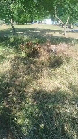 A dog is walking in a grassy area with trees in the background. The dog is medium-sized and appears to be a light brown or tan color. The grass is tall and dry, and there are some bushes or plants in the area. The sun is shining, casting shadows on the ground. In the background, there are buildings and more trees. The video is shaky, suggesting it was filmed handheld.