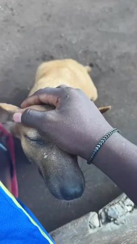 A close-up shot shows a tan-colored dog being petted by a dark-skinned person wearing a blue and green striped top and a silver bracelet. The dog is sitting on the ground, looking up, with its eyes partially closed. A pair of red and black flip-flops is also visible next to the person. The ground appears to be a mix of dirt and concrete. Another dog is partially visible in the upper left corner of the frame. The person's hand gently cups the dog's face as they stroke it.
