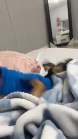 A dog is on a bed, playfully jumping and rolling around. The dog is wearing a blue t-shirt with a graphic on the back. The bed has white sheets, a pink pillow, and a blue and white tie-dye blanket. The room has gray walls, a large mirror leaning against the wall, and a white dresser with a television on top. The camera is moving, following the dog's movements.