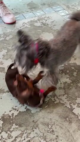 Two dogs, a brown dachshund and a grey shaggy dog, are playing on a concrete floor. The dachshund is on its side, wiggling and nipping at the shaggy dog's face. The shaggy dog is standing over the dachshund, its head lowered and its fur a blur from movement. Both dogs are wearing collars. The dachshund has a purple collar with a pink tag, and the shaggy dog has a pink collar with a red pom-pom.

In the background, a person's legs are visible wearing white sneakers with red accents and white socks with red stripes. The concrete floor has a mottled appearance with patches of lighter and darker grey. The lighting suggests it is daytime. The setting appears to be an outdoor or semi-outdoor space, possibly a patio or courtyard, with a simple, industrial aesthetic. The dogs appear energetic and engaged in playful roughhousing. There is no visible text in the media file.