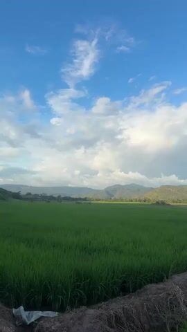 This is a vertical, eye-level shot of a vast, lush green rice paddy field stretching towards a distant line of rolling, tree-covered hills under a bright blue sky scattered with fluffy white clouds. In the foreground, a narrow path, partially covered with dry grass and dirt, separates the viewer from the paddy. A faint rainbow is visible in the sky above the hills. The scene is calm and natural, suggesting a rural landscape. There are no people or animals visible in the frame. The lighting indicates it is daytime, likely late afternoon given the soft light.